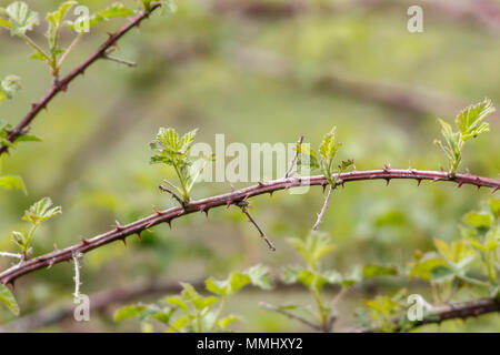 bramble branch with copy space Stock Photo