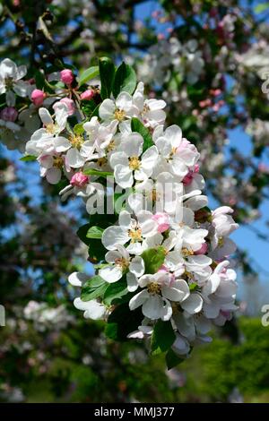 Flowers of malus x robusta Red Sentinal tree Crab Apple blossom Stock Photo