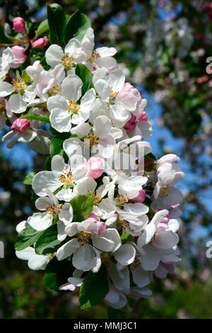 Flowers of malus x robusta Red Sentinal tree Crab Apple blossom Stock Photo