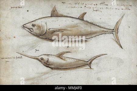 .  English: =Northern bluefin tuna (Thunnus thynnus) and Swordfish (Xiphias gladius). Nederlands: Blauwvintonijn (Thunnus thynnus) en zwaardvis (Xiphias gladius).  . 1601. Gelderland1601-1603 Thunnus thynnus Xiphias gladius Stock Photo