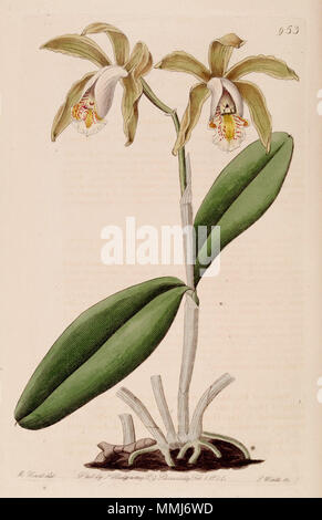 . Illustration of Cattleya forbesii  . 1825. Designer: M. Hart - Engraver: J. Watts Cattleya forbesii - Bot. Reg. 11 pl. 953 (1825) Stock Photo