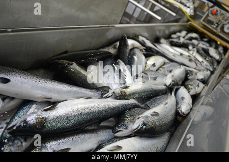 Farmed salmon being processed in a dedicated salmon factory in the Shetland Isles Stock Photo
