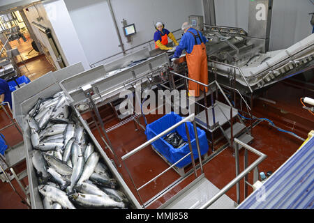 Farmed salmon being processed in a dedicated salmon factory in the Shetland Isles Stock Photo