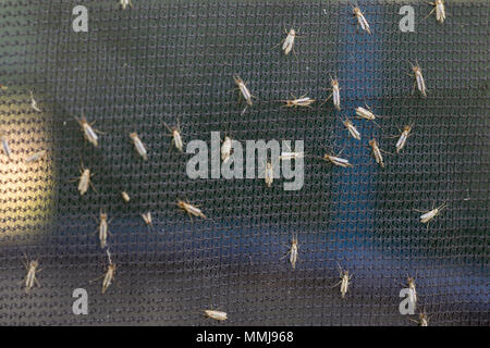 Lot of midges or mosquiotos sitting on balck protective insect screen. Chironomus plumosus Stock Photo