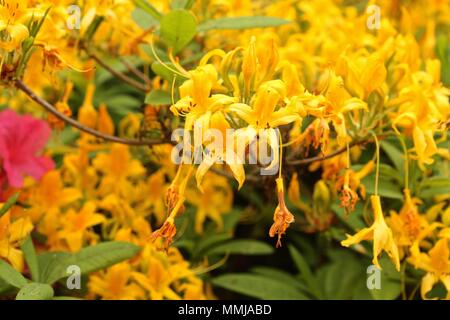 Hampstead Heath Flower garden May 2018 Stock Photo