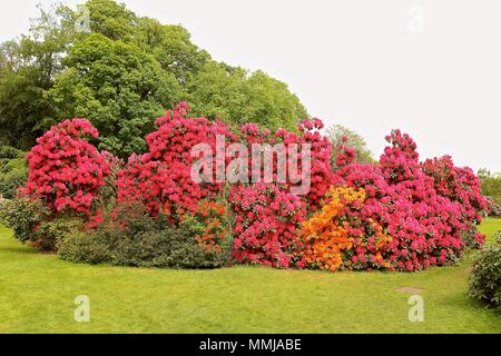 Hampstead Heath Flower garden May 2018 Stock Photo