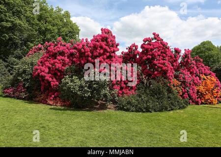 Hampstead Heath Flower garden May 2018 Stock Photo