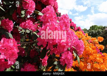 Hampstead Heath Flower garden May 2018 Stock Photo