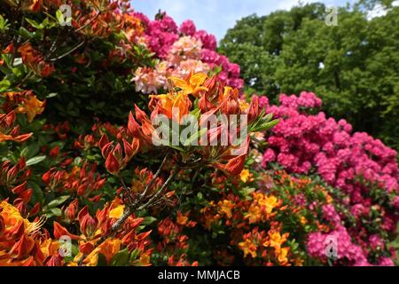 Hampstead Heath Flower garden May 2018 Stock Photo