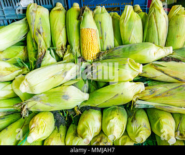 Display of corn on the cob, Patronata fruit and vegetable market, Santiago, Chile Stock Photo