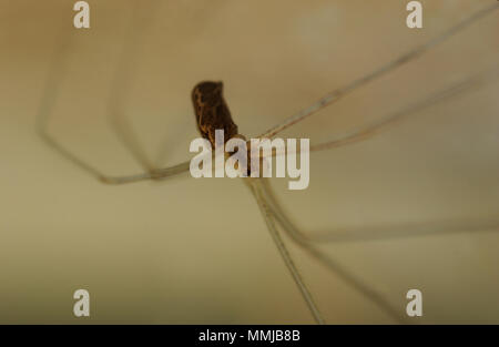 Pholcus phalangioides commonly called daddy long-legs spider, granddaddy long-legs spider, carpenter spider, daddy long-legger, or vibrating spider