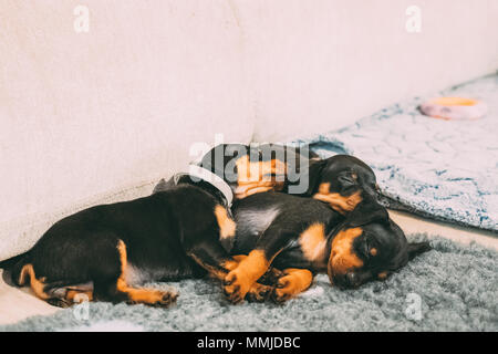 Three Small Black Miniature Pinscher Zwergpinscher, Min Pin Puppy Dogs Sleeping On Floor. Stock Photo
