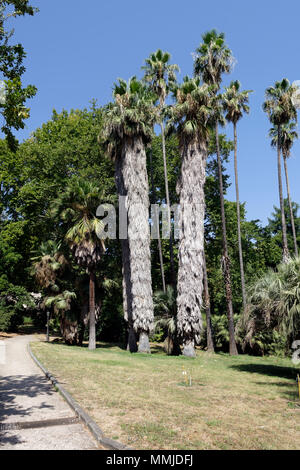 Washingtonia filifera palms with a skirt of marcescent leaves, Orto Botanico di Roma or Rome's Botanical Garden. Italy. The trees are also known as De Stock Photo