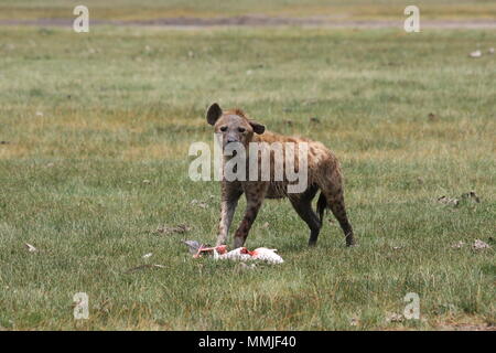 Spotted Hyena with a flamingo kill in Lake Nakuru National Park Stock Photo