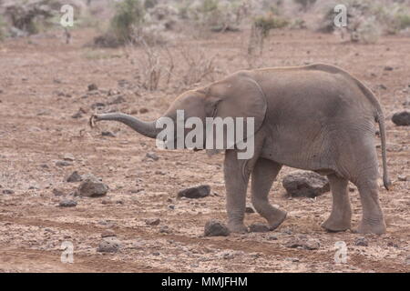 Baby elephant stretching out her trunk - where's mum?