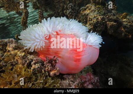 A Magnificent sea anemone underwater, Heteractis magnifica, Pacific ocean, Polynesia, American Samoa Stock Photo