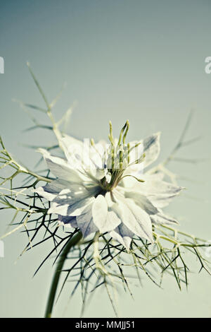 Nigella damascena flower Stock Photo
