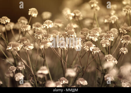 dry chamomile flowers Stock Photo