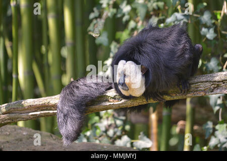 Male white-faced saki (Pithecia pithecia), called the Guianan saki and the golden-faced saki, on branch among bamboo Stock Photo