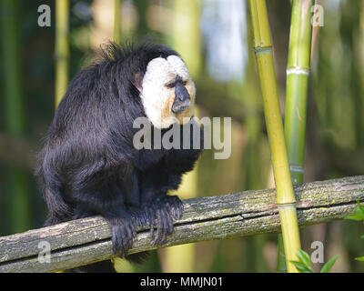 Male white-faced saki (Pithecia pithecia), called the Guianan saki and the golden-faced saki, on branch among bamboo Stock Photo