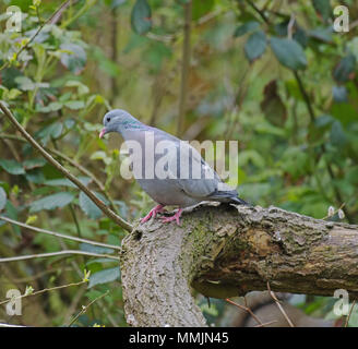 Stock Dove, Columba, oenas Stock Photo