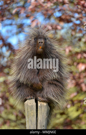 The North American porcupine (Erethizon dorsatum), also known as the Canadian porcupine or common porcupine, perched on stake with its orange incisive Stock Photo