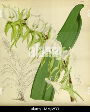 . Illustration of Angraecum eburneum  . 1854. Walter Hood Fitch (1817-1892) del. et lith., description by William Jackson Hooker (1785—1865) 46 Angraecum eburneum - Curtis' 80 (Ser. 3 no. 10) pl. 4761 (1854) Stock Photo