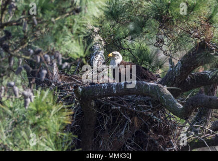 A family of Bald Eagles (Haliaeetus leucocephalus) , an adult and two chicks, in their nest. Spring, Texas, USA. Stock Photo