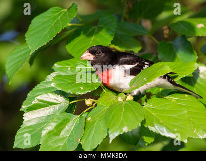 A Rose-breasted Grosbeak (Pheucticus ludovicianus) perched among green leaves of a mulberry tree. High Island, Texas, USA. Stock Photo