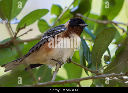 A Bay-breasted Warbler (Setophaga castanea) perched on a branch. High Island, Texas, USA. Stock Photo