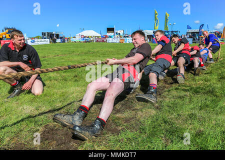 Ayrshire, UK. 12th May 2018. On a hot and sunny May day, the annual Ayr County Show held at Ayr Race course attracted hundreds of entrants to the farming competitions and also thousands of spectators. As well as the usual competitions for cattle, sheep and poultry, there were prizes for the winners of the male and female 'Young Farmers Tug of War' competition and for the best decorated lorry Credit: Findlay/Alamy Live News Stock Photo