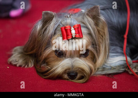 Dortmund, Germany. 12 May 2018. Yorkshire Terrier before a competition. One of the largest dog and cat shows Hund & Katz takes place with more than 8000 dogs from 250 different breeds from 11 to 13 May at Westfalenhallen trade fair in Dortmund. Credit: 51North/Alamy Live News Stock Photo