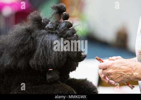 Dortmund, Germany. 12 May 2018. Standard Poodles before a competition. One of the largest dog and cat shows Hund & Katz takes place with more than 8000 dogs from 250 different breeds from 11 to 13 May at Westfalenhallen trade fair in Dortmund. Credit: 51North/Alamy Live News Stock Photo