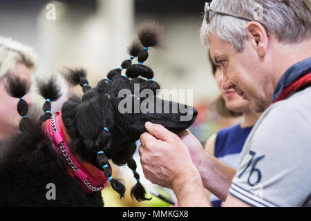 Dortmund, Germany. 12 May 2018. Standard Poodles before a competition. One of the largest dog and cat shows Hund & Katz takes place with more than 8000 dogs from 250 different breeds from 11 to 13 May at Westfalenhallen trade fair in Dortmund. Credit: 51North/Alamy Live News Stock Photo