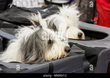 Dortmund, Germany. 12 May 2018. Two Bobtails relaxing. One of the largest dog and cat shows Hund & Katz takes place with more than 8000 dogs from 250 different breeds from 11 to 13 May at Westfalenhallen trade fair in Dortmund. Credit: 51North/Alamy Live News Stock Photo