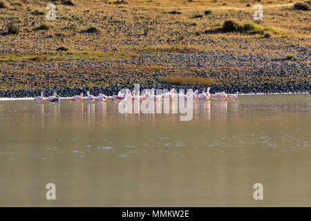 A flock of Chilean flamingoes on Laguna Amarga, Patagonia, Chile Stock Photo