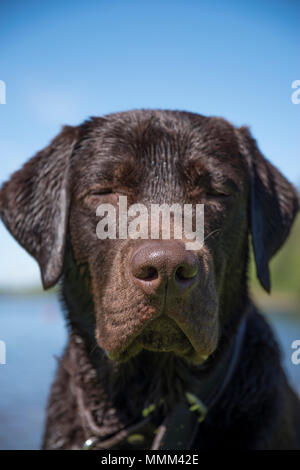 chocolate labrador wet on nature near the river and forest Stock Photo
