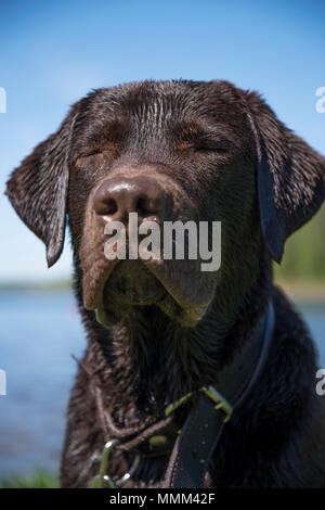 chocolate labrador wet on nature near the river and forest Stock Photo