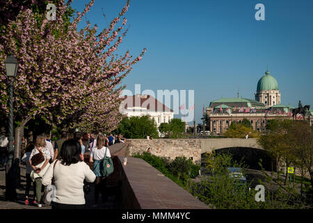 Budapest, Hungary - April 21, 2018: Famous walkway in Buda Castle with japanese cherry tree Stock Photo