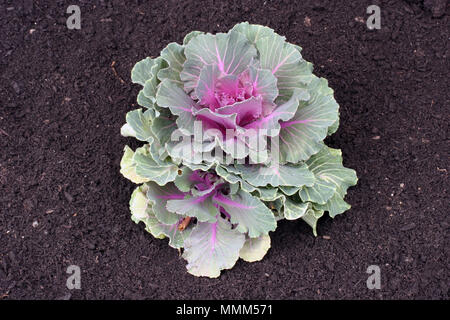 Many varieties of kale and cabbage are grown mainly for their ornamental leaves. Stock Photo
