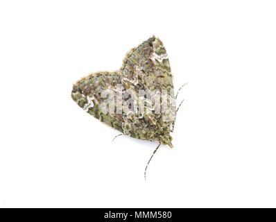 Red-green Carpet moth Chloroclysta siterata on white background Stock Photo