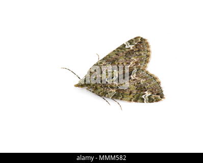 Red-green Carpet moth Chloroclysta siterata on white background Stock Photo
