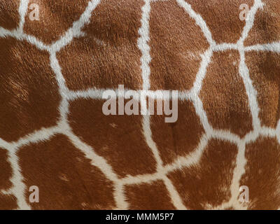 Background of giraffe skin closeup: white stripes on brown short fur. Stock Photo