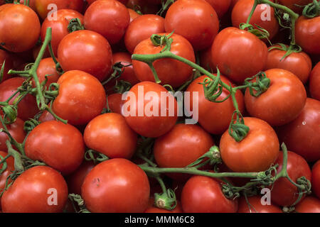 Fresh red small tomatoes on green twigs, food background tomatoes. Stock Photo