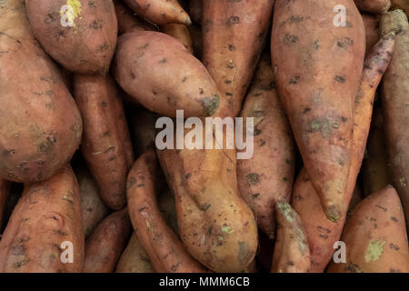 Orange tubers of sweet potatoes lie in a pile, food background of brown sweet potatoes. Stock Photo