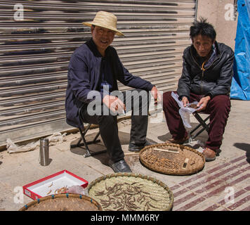 Yarsagumba (Cordyceps sinensis), a caterpilar fungus, also known as Himalayan Viagra, fetches $20,000 per kg on the Chinese markets Stock Photo