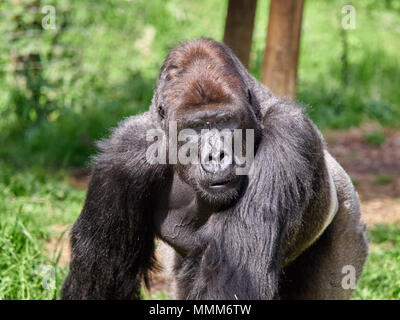 Large male was boasted with a black coat on his body and a brown coat on his head. Stock Photo