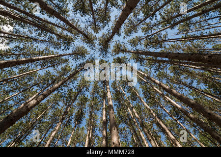 Looking straight up through a stand of tall pine trees at a blue sky.  Located at Oak Openings Ohio at a place known as 'The Spot'. Stock Photo