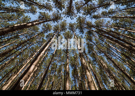 Looking straight up through a stand of tall pine trees at a blue sky.  Located at Oak Openings Ohio at a place known as 'The Spot'. Stock Photo