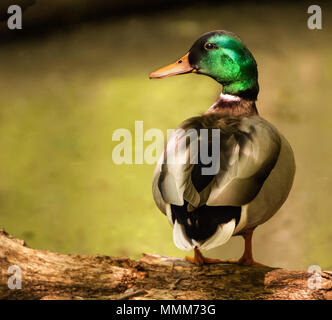 Photo of a mallard duck resting on a wood log. Stock Photo